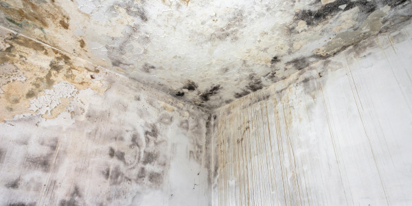 Rehabilitación y Restauración de Fachadas Aldaia · Pintura Antihumedad / Antimoho para Humedades / Moho
